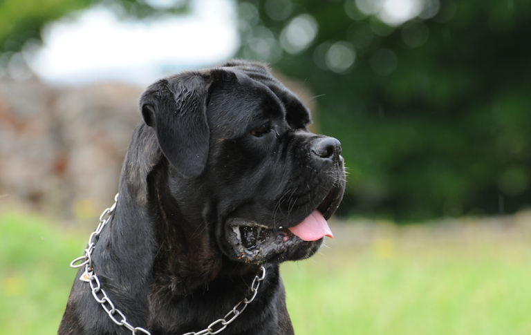 cane_corso_testa