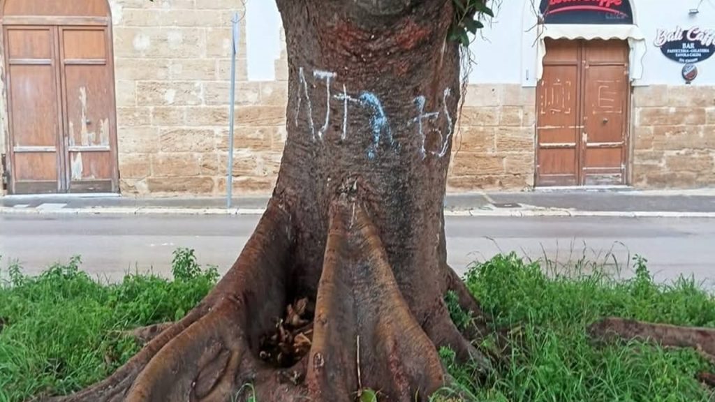 ficus scritte piazza 2025