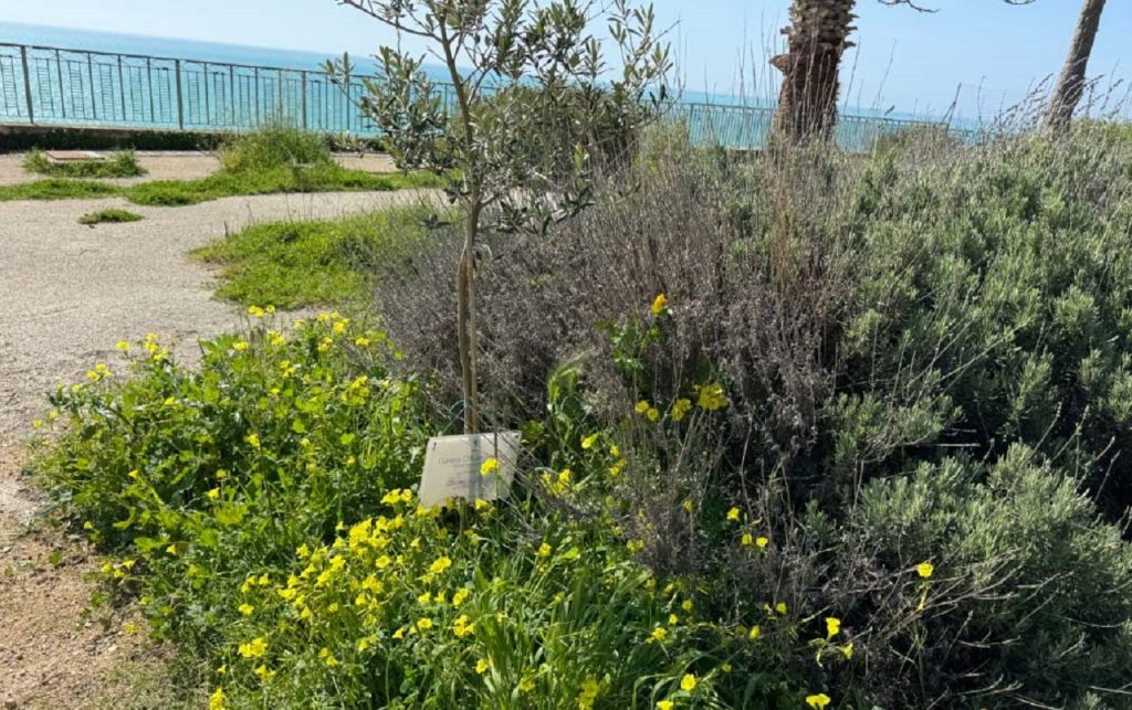 Albero Fazio Villa comunale Fidapa 1