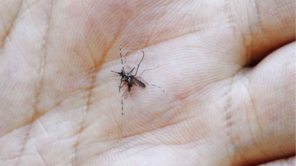 Zanzara-uccisa-su-una-mano