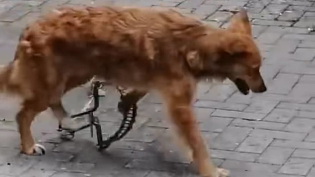 cane tagliola bivona 1