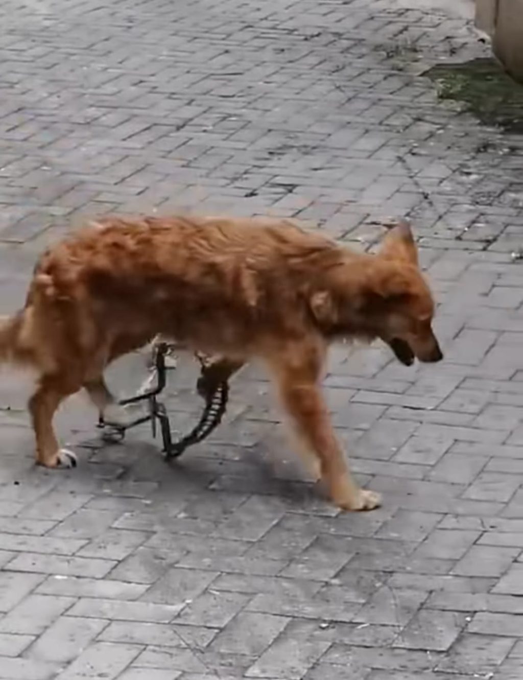 cane tagliola bivona