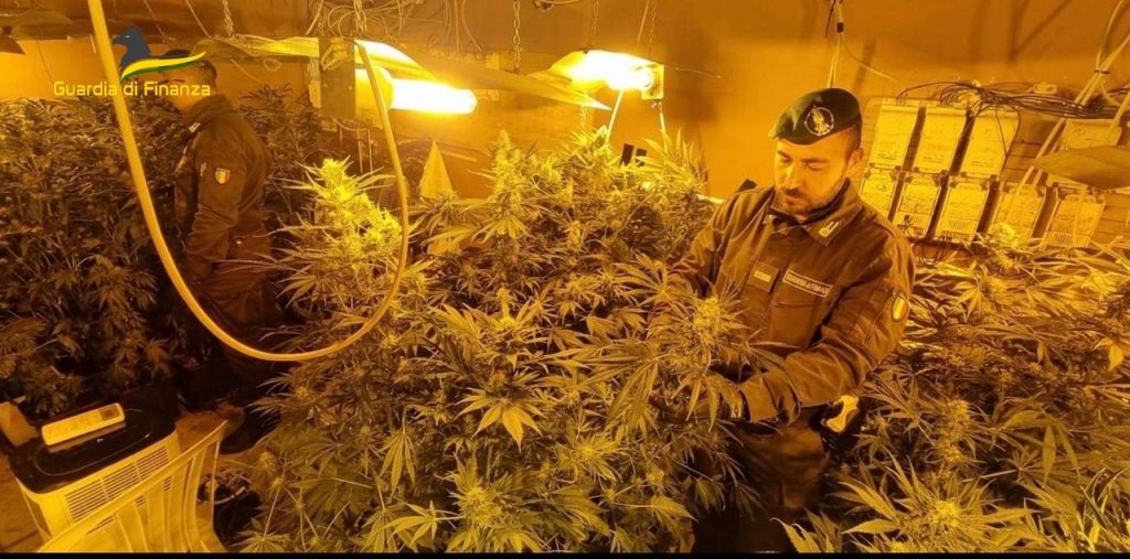 Piantagione MARIJUANA Guardia Finanza