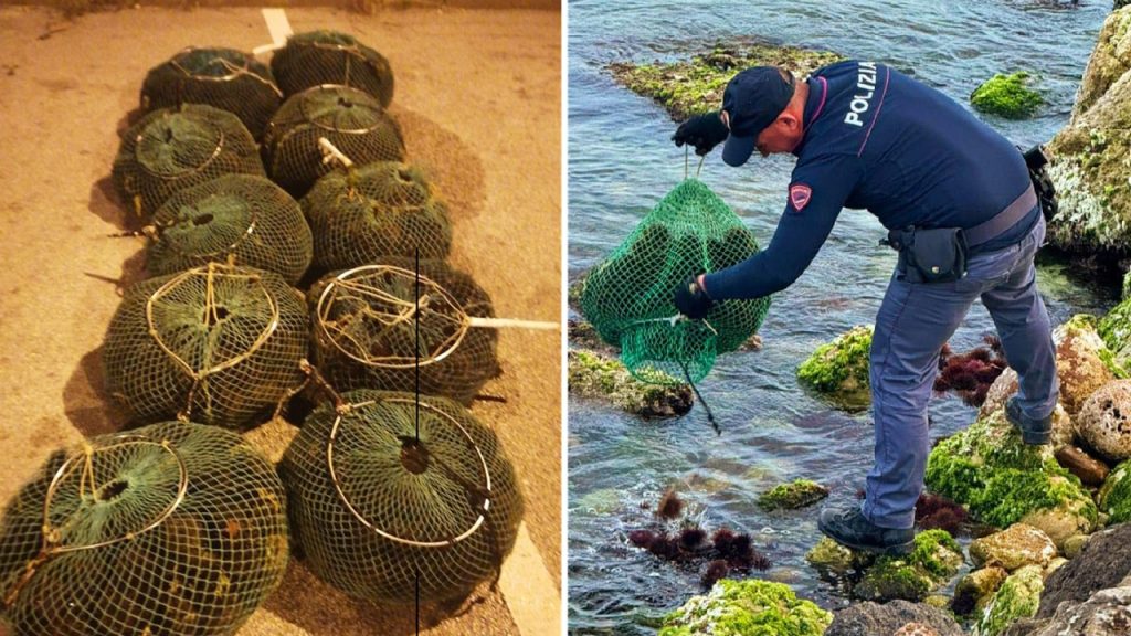 ricci 1 polizia 2025