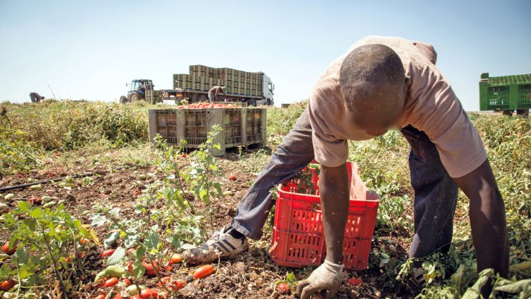 immigrato campagna