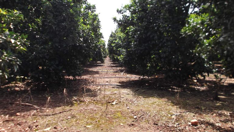 irrigazione agrumeto