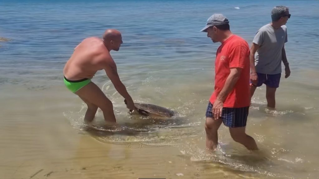 mare amico tartaruga 2025