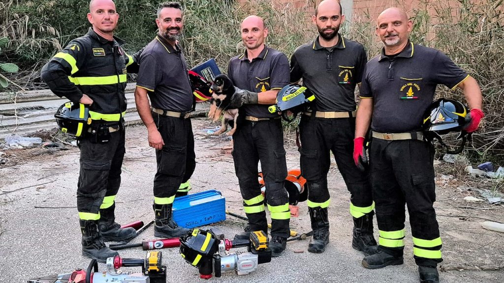 vigili del fuoco 2025 cagnolino