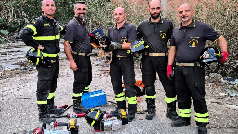 vigili del fuoco 2025 cagnolino