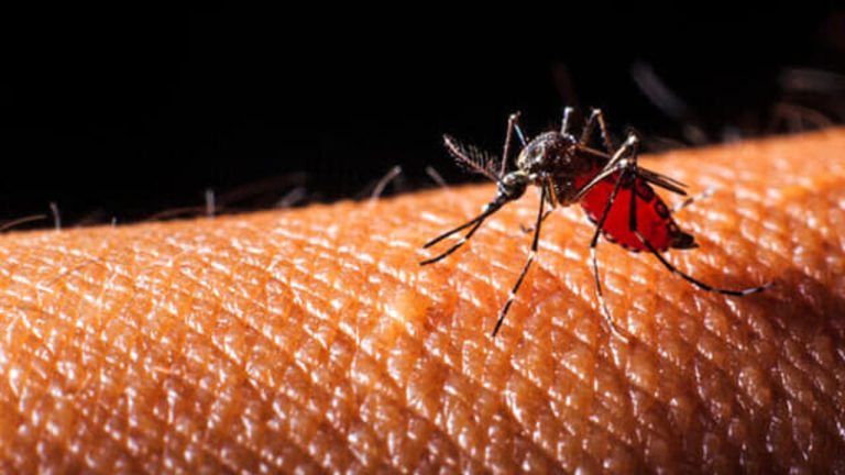 zanzara west nile