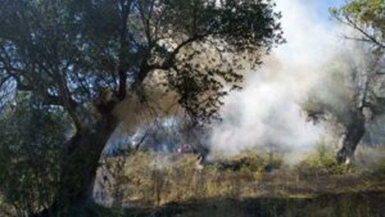 Incendio uliveto