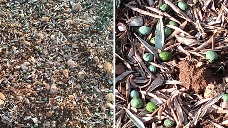 grandinata montevago 2025 2