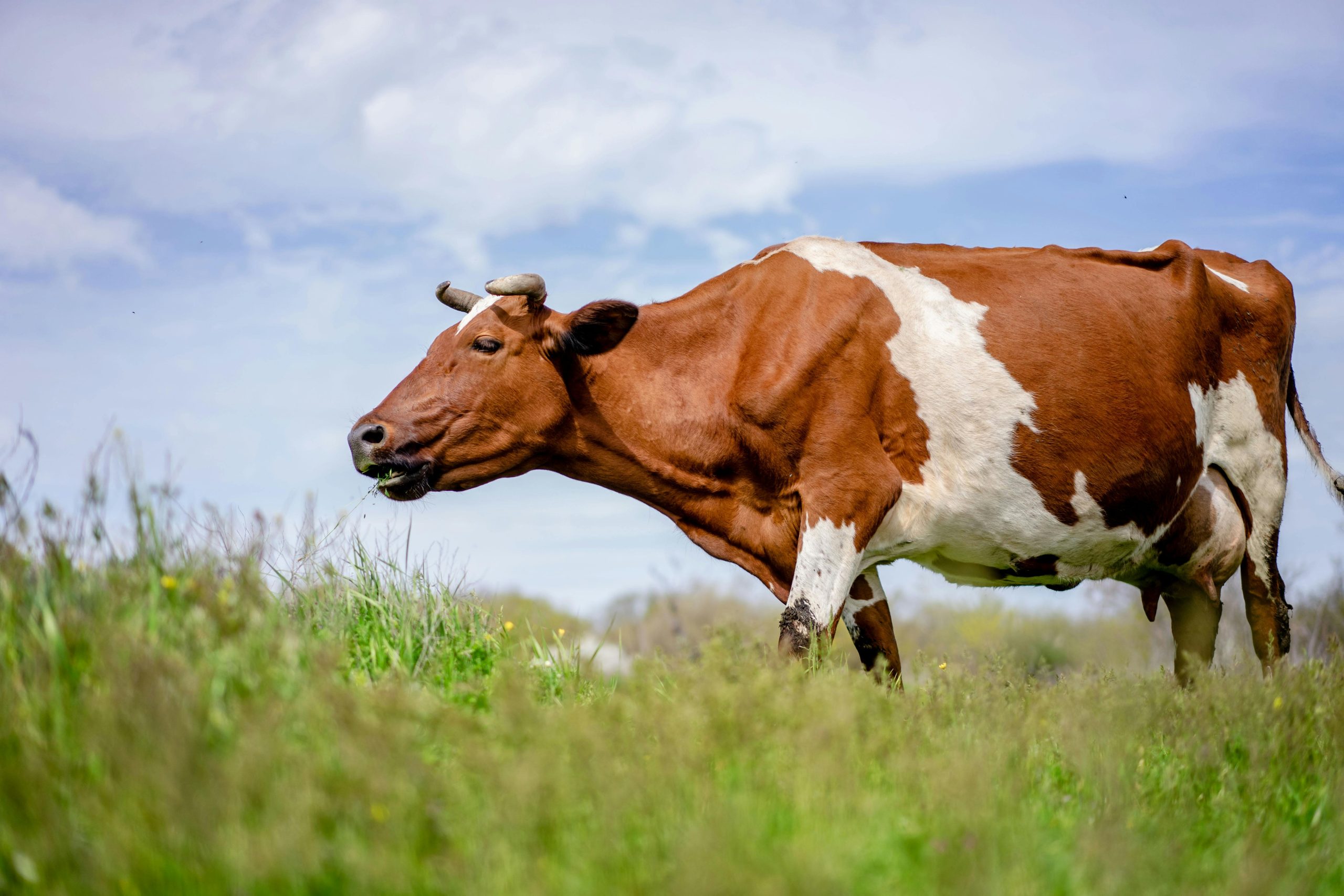 Escursionisti inseguiti da un toro: salvati dai forestali