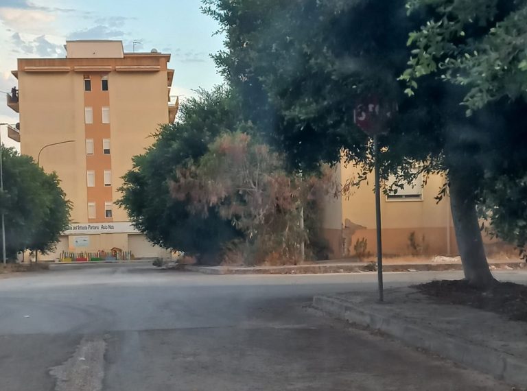Alberi via Carnevale