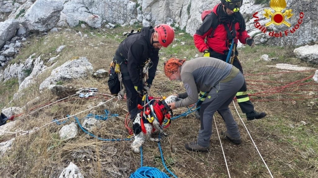 cane scarpata vigili 2025