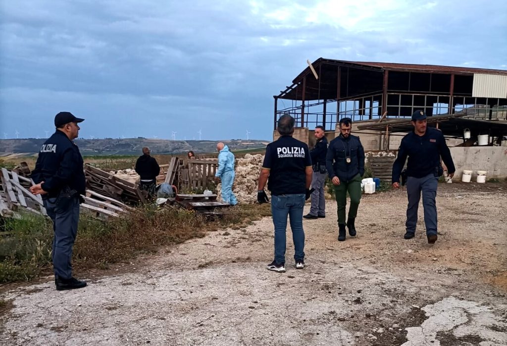 mafia pascolo belice