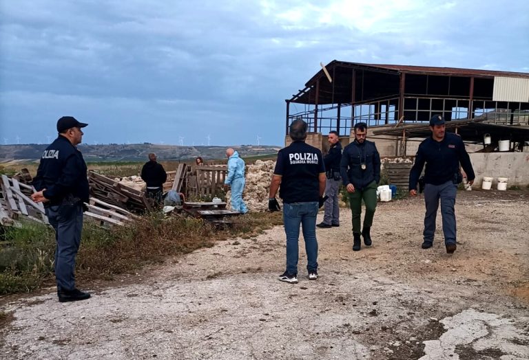 mafia pascolo belice