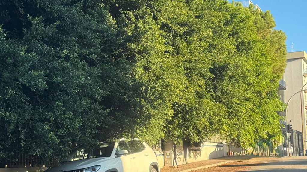 Alberi degrado potatura