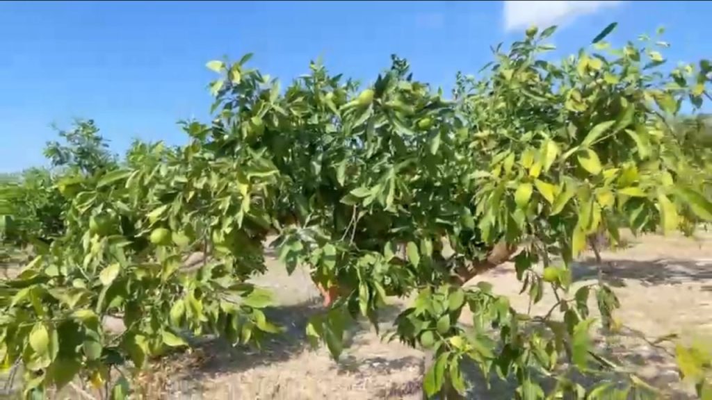 Aranceto agricoltura alberi