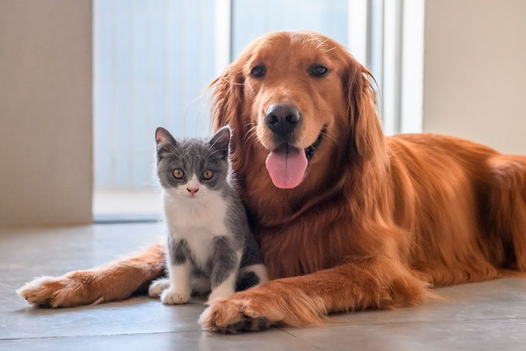 cane e gatto