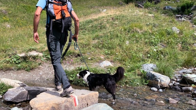cani al parco