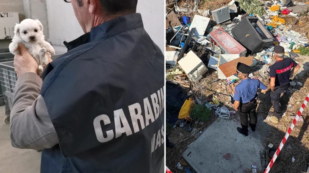 carabinieri animali e discarica