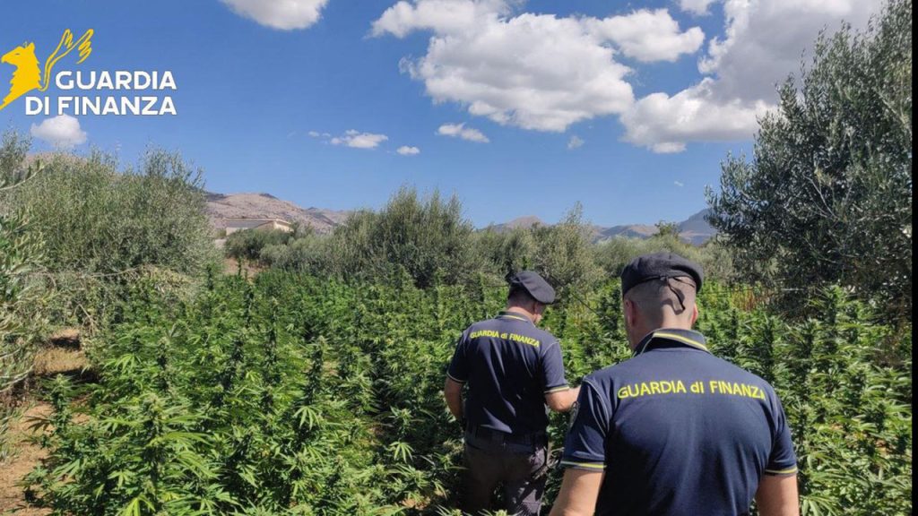 gUARDIA fINANZA PIANTAGIONE