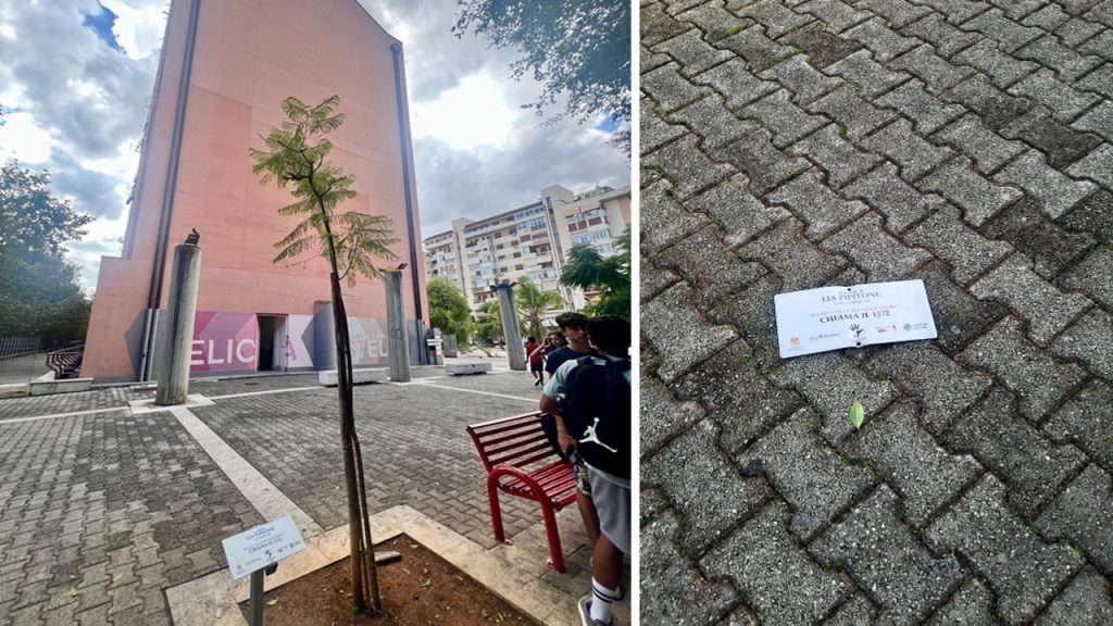 tarta pipitone sradicata 2025