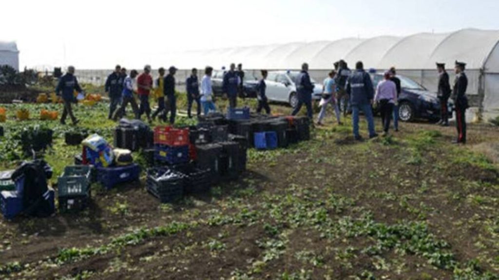 carabinieri campagne olive