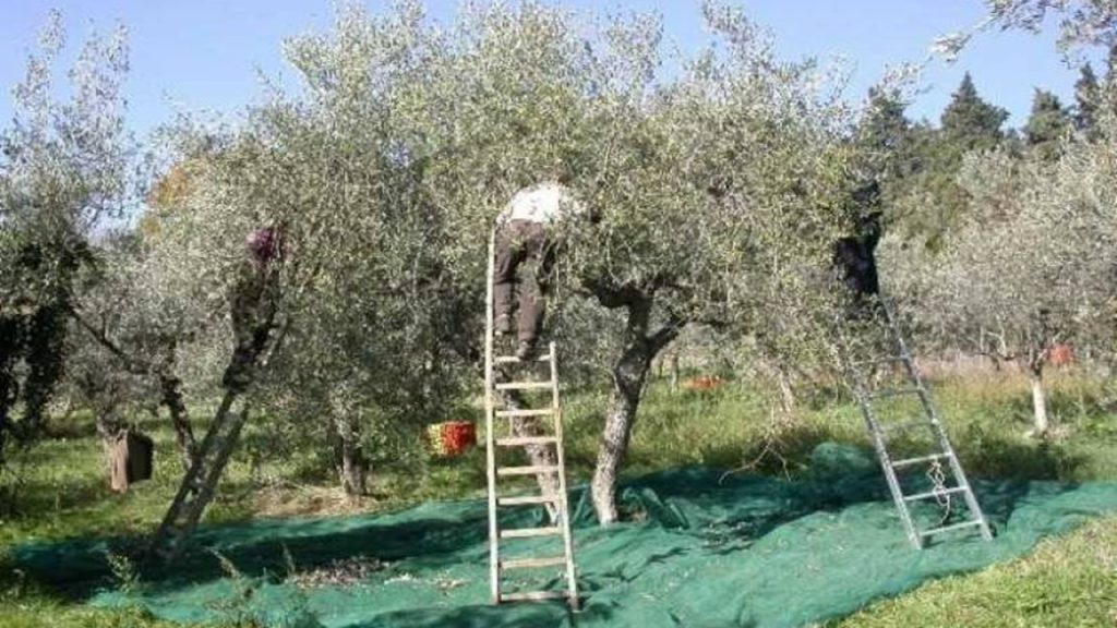 albero-olive raccolta