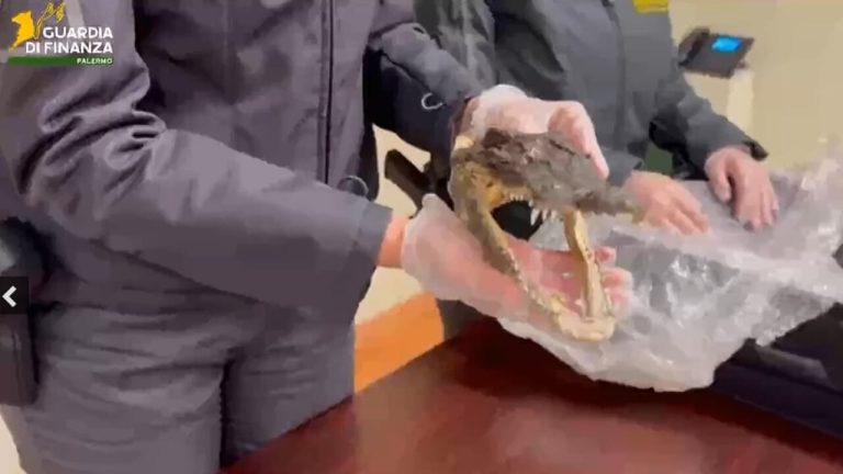testa coccodrillo sequestrata finanza