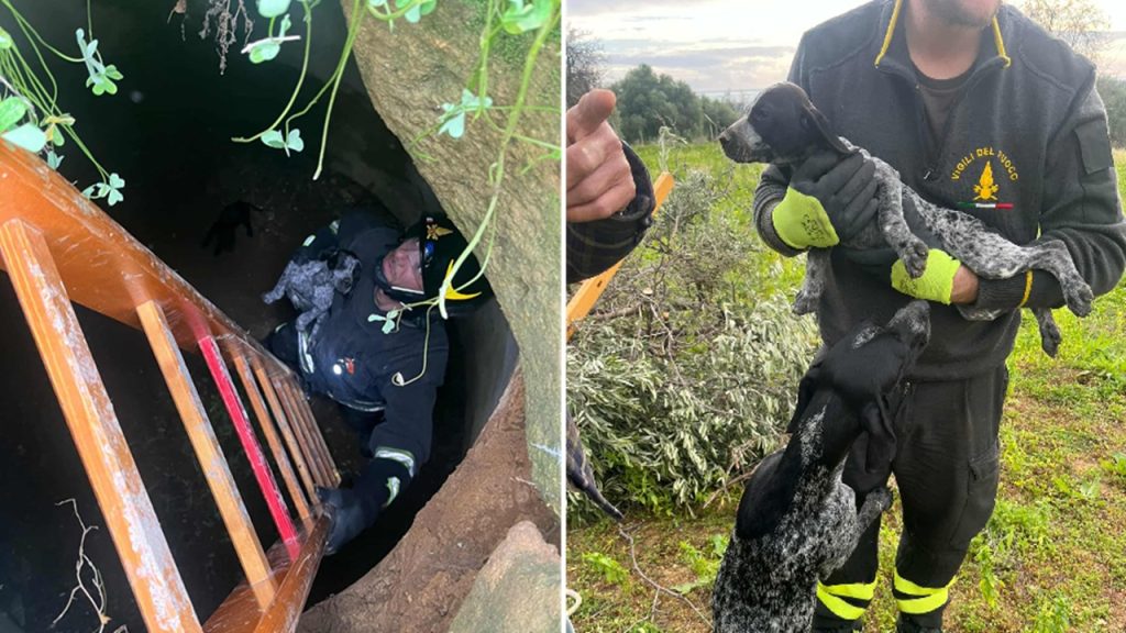 vigili cucciolo salvato 12-25