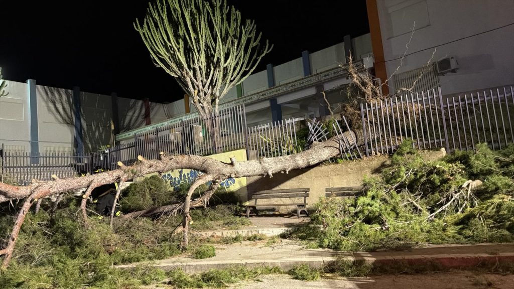 albero caduto liceo bonachia 2026