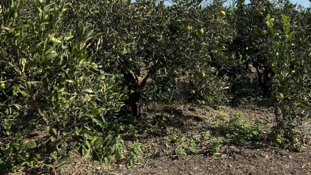 aranceti danneggiati