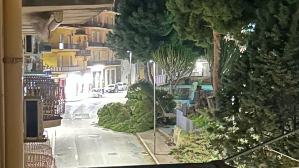 liceo bonachia albero 2026