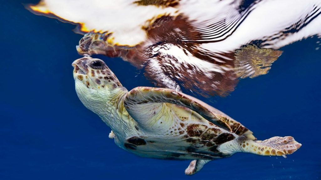 tirnetta camogli 2026