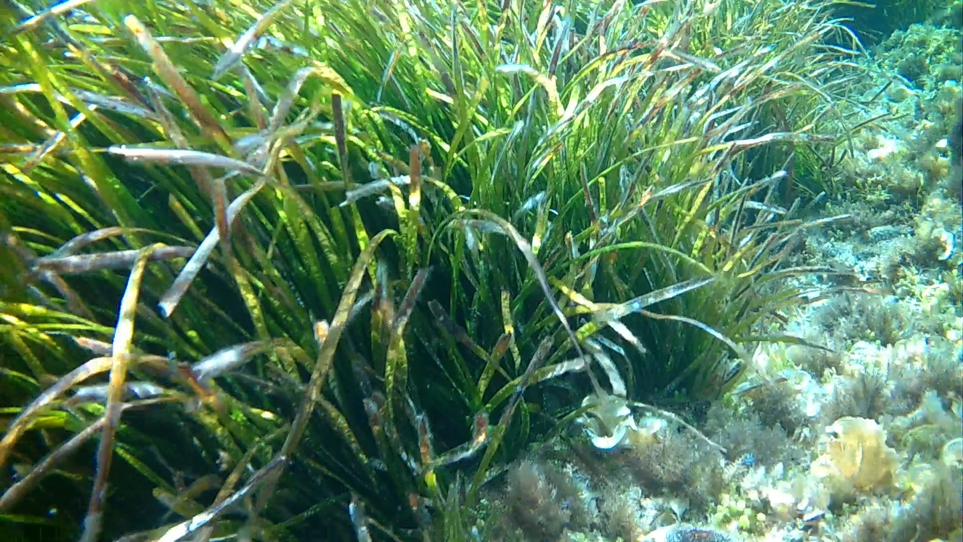 posidonia5