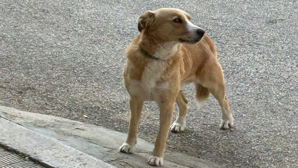 cane catturato 2026 ferraro