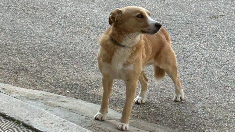 cane catturato 2026 ferraro