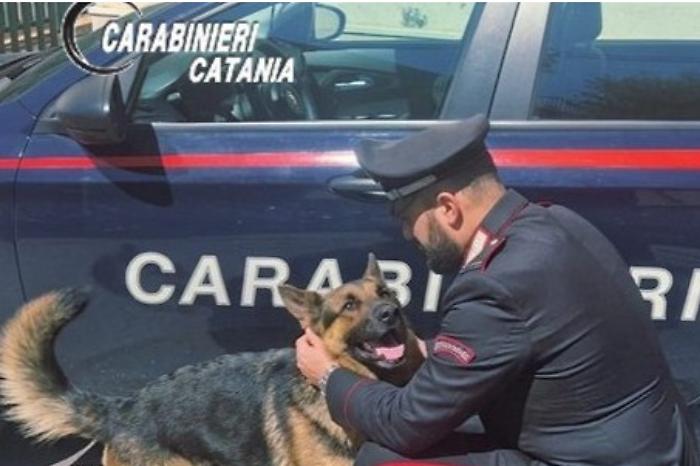 cane in auto carabinieri