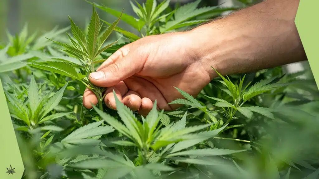 cannabis-terapeutica-foto