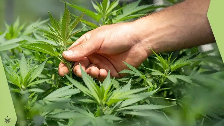 cannabis-terapeutica-foto