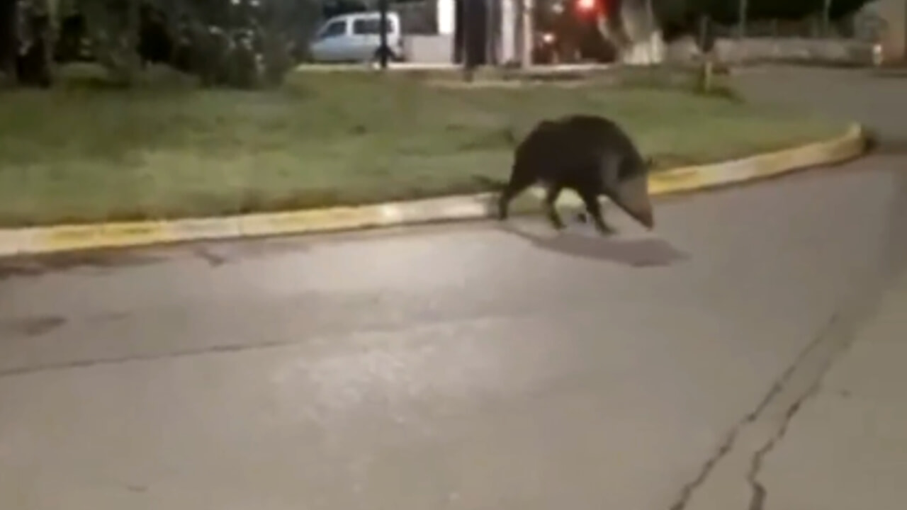 cinghiale notte strada