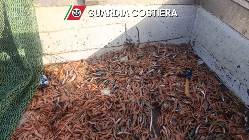 operazione phoenix 2026