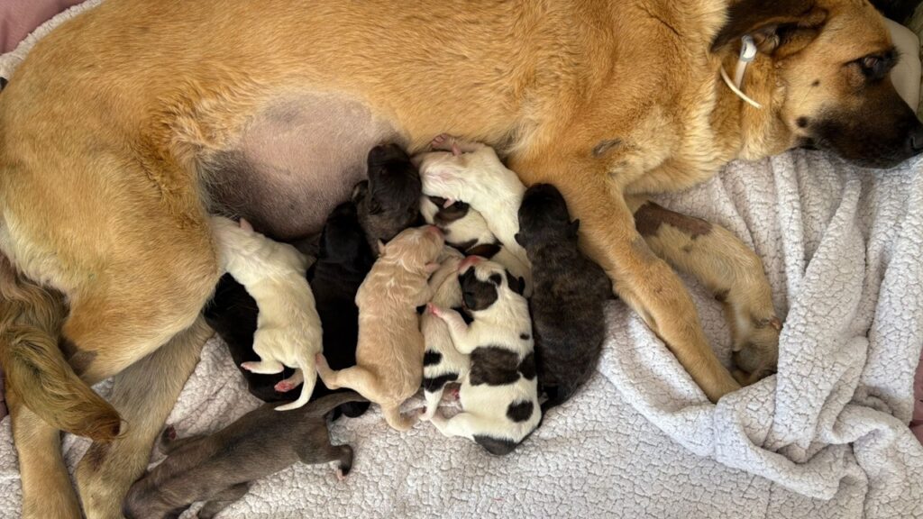 cane con cuccioli