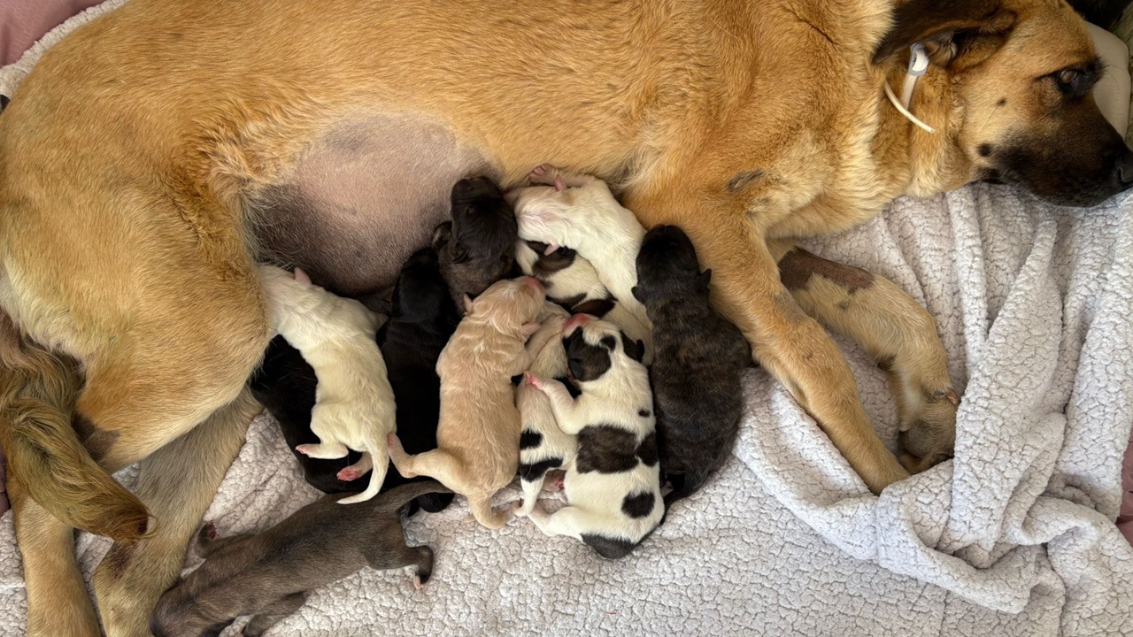 cane con cuccioli