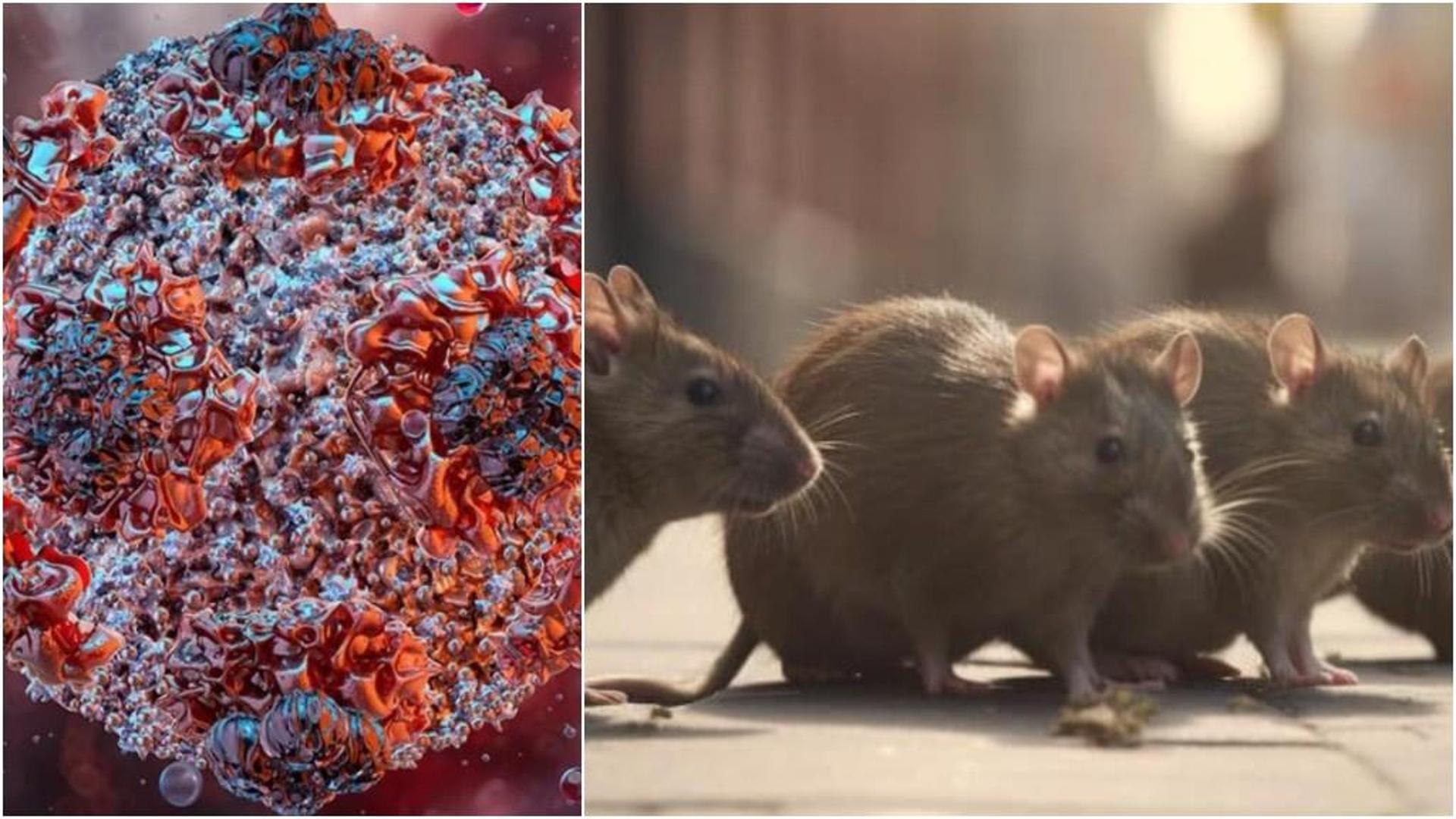 hantavirus 1
