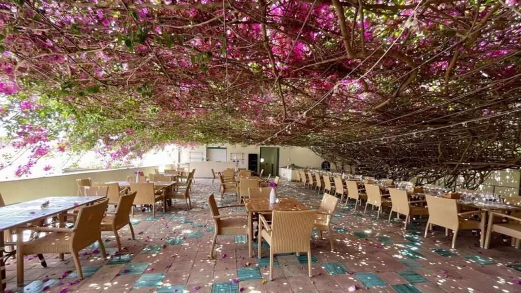 bouganville menfi