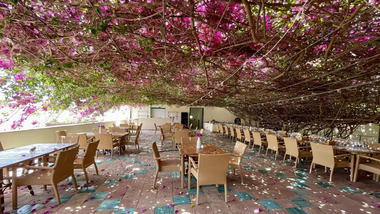 bouganville menfi