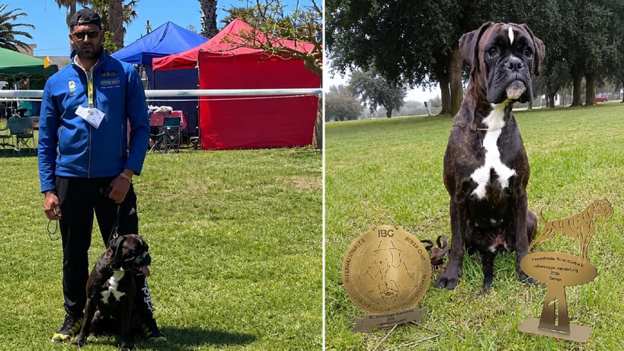 cane boxer vincitore germania 2026
